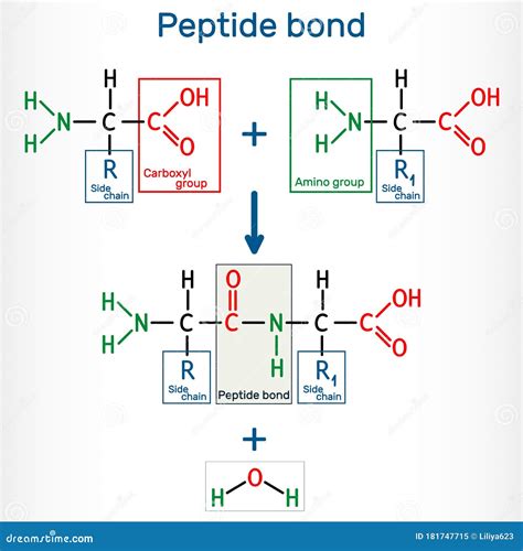 2 Amino Acids Form A Peptide Bond