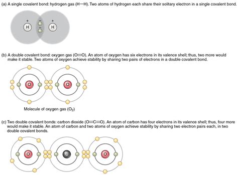 2 Atoms That Typically Form A Covalent Bond