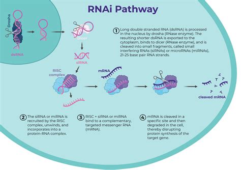 2 Forms Of Genetic Material That Initiate Rna Interference