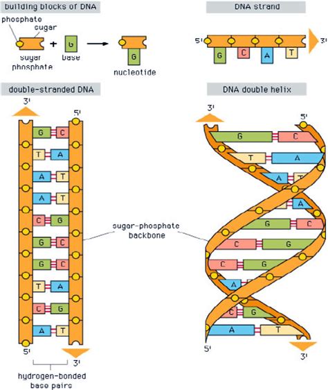 2 Molecules Forming Dna Ladder Sides Revealed