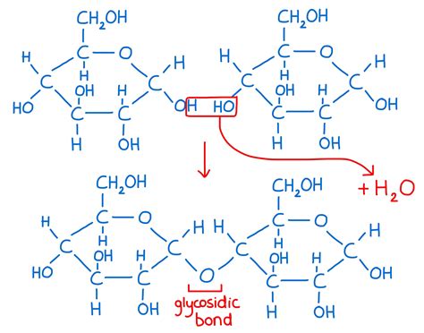 2 Molecules That Form A Disaccharide