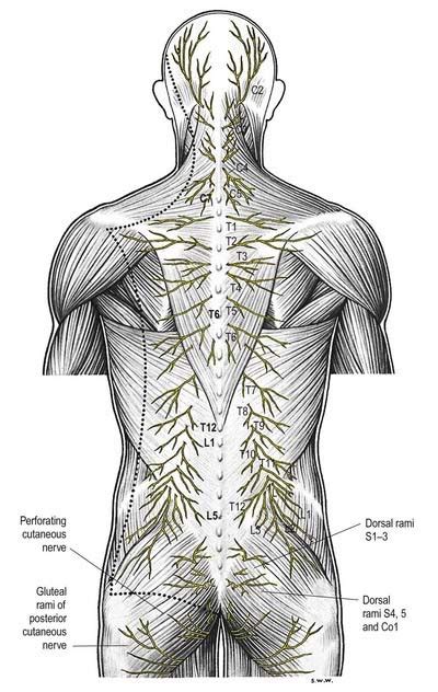 2 Spinal Nerve Rami That Dont Form Plexuses