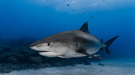 3 Darkest Forms Of Lions, Tigers And Sharks