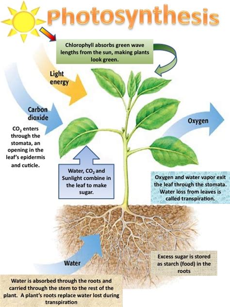 3 Forms In Which Plants Store Energy