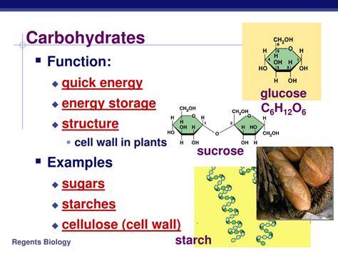 3 Forms Of Carbohydrate Storage In Plants