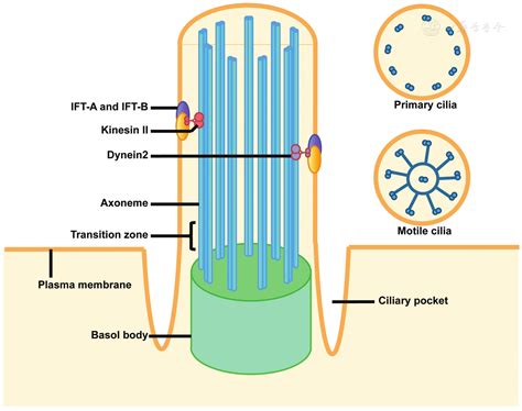 3 Key Protein Filaments Forming Cilia