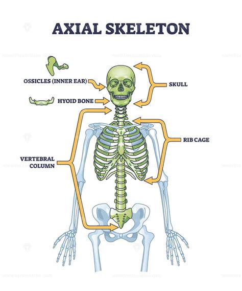 3 Main Components Of The Axial Skeleton Revealed