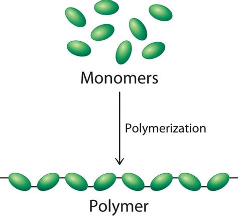 3 Monomers That Form Linear Polymers