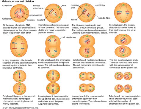 3 Tetrads Form In Human Meiosis