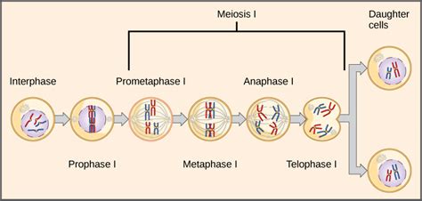 3 Ways Chromosomes Change In S Phase