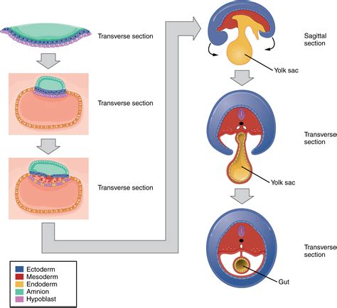 3 Ways Embryonic Layers Form

 Alternatives 
1. 2 Key Embryonic Layers Unite
2. Embryo Formation Simplified