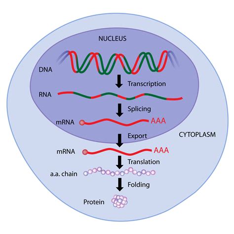 3 Ways Gene Regulation Works In Eukaryotes