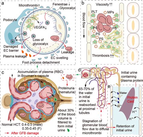 3 Ways Glomerular Capillaries And Podocytes Form Filtration Barrier