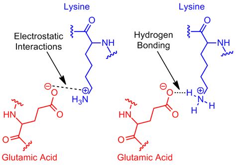 3 Ways Lysine Forms Hydrogen Bonds