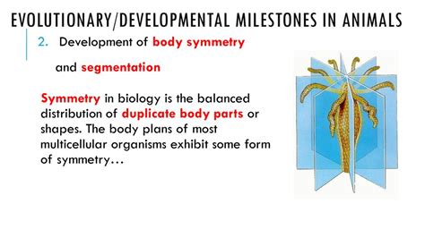 3 Ways Non-Segmentation Sparks Evolutionary Body Forms