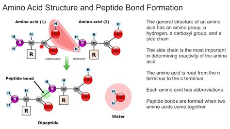 3 Ways Peptide Bonds Form