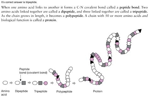 3 Ways To Form Tripeptide From Dipeptide And Amino Acid