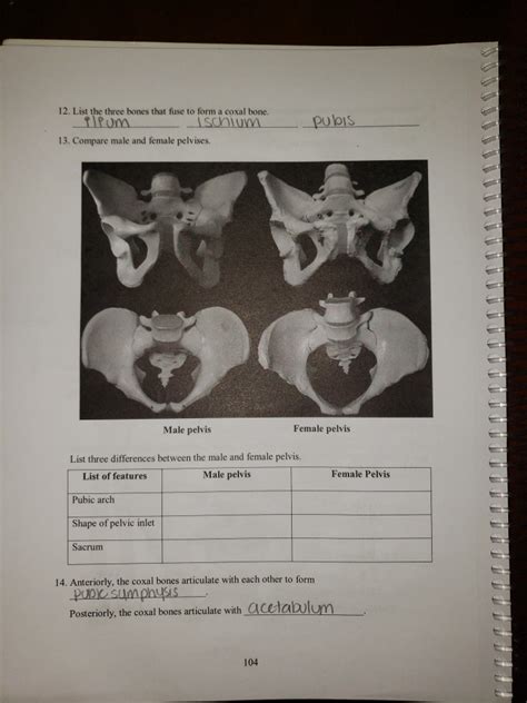 3 Ways To Fuse And Form The Coxal Bone