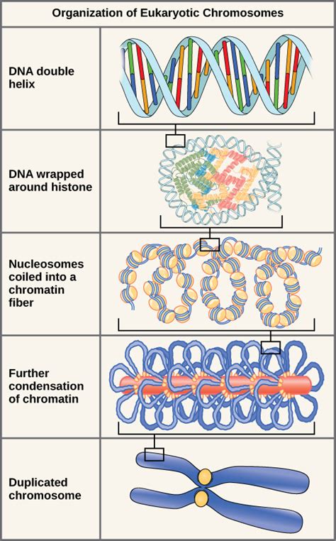 4 Forms Of Eukaryotic Dna You Need To Know