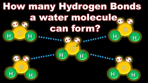 4 Hydrogen Bonds 1 Water Molecule Can Form