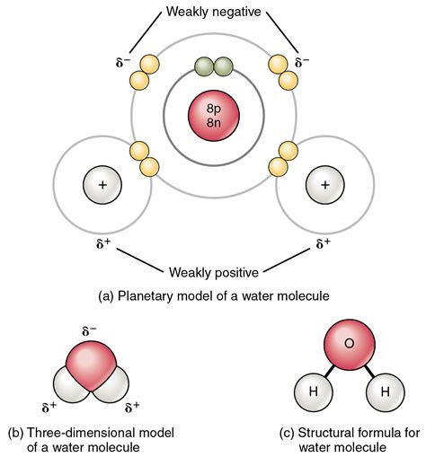 5 Atoms That Form Polar Covalent Bonds