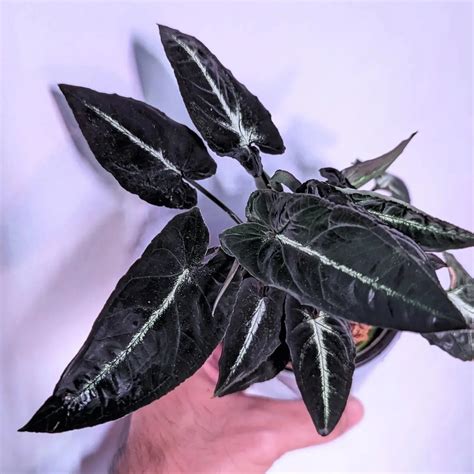 5 Care Tips For Syngonium Rayii Dark Form