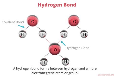 5 Compounds That Can Form Hydrogen Bonds