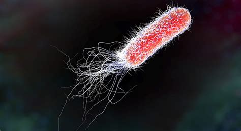 5 Facts About E Coli Endospores