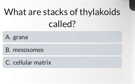 5 Facts About Thylakoid Stacks Called Grana