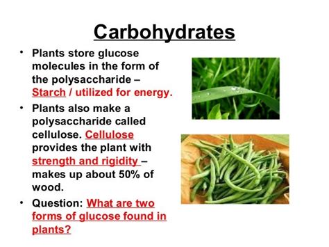 5 Forms Of Carbohydrate Storage In Plants