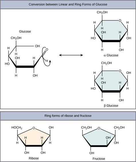 5 Forms Of Glucose Storage In Animals