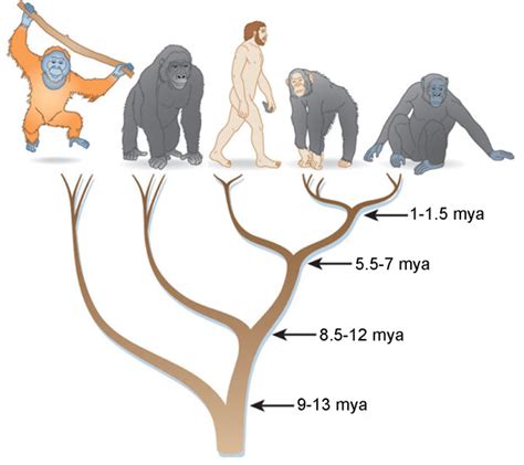 5 Key Characteristics Of Great Ape Form