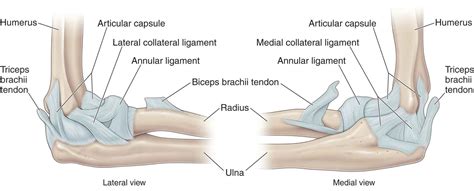 5 Key Facts About Elbow Joint Formation