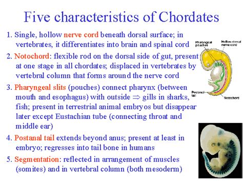 5 Key Features Of Chordates Form And Function