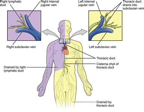 5 Lymphatic Trunks Converge To Form