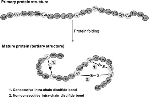 5 Places Disulfide Bonds Form In Proteins