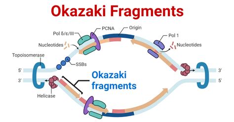 5 Reasons Okazaki Fragments Form During Dna Replication