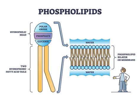 5 Reasons Phospholipid Bilayers Form The Way They Do