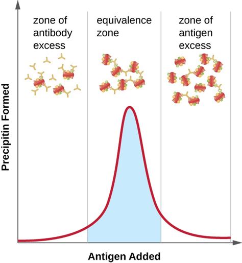 5 Reasons Polyclonal Antiserum Forms Precipitin Uniquely