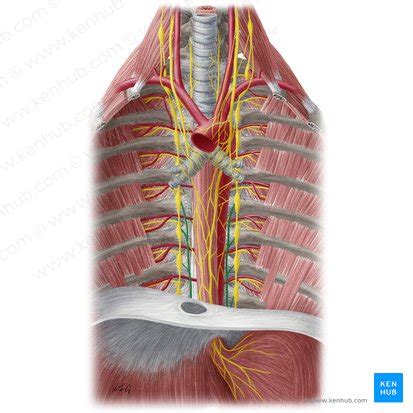 5 Splanchnic Nerves Formed By Sympathetic Fibers