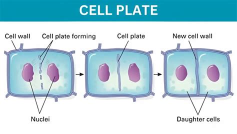 5 Stages Of Cell Plate Formation Explained