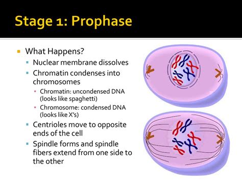 5 Stages Of Chromatin Condensation To Form Chromosomes