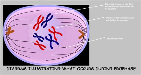 5 Stages Of Mitosis: When Nuclear Envelopes Form