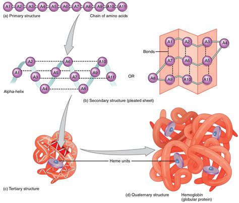 5 Steps To Form A Polypeptide Chain