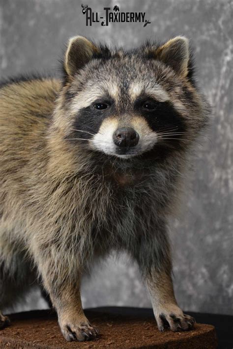 5 Tips For Raccoon Taxidermy Form Success