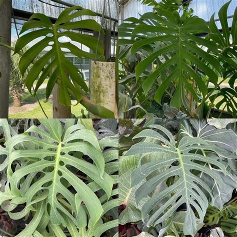 5 Tips To Care For Monstera Brazil Form