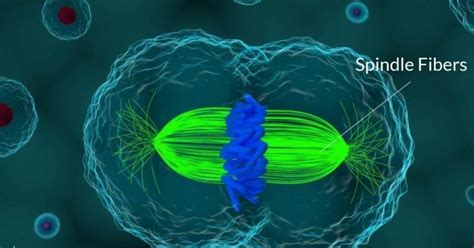 5 Ways A Spindle Fiber Impacts Cell Division