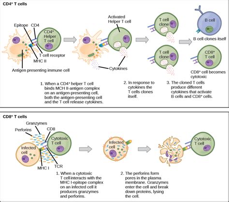 5 Ways Activated Cd4 Cells Form A Clone