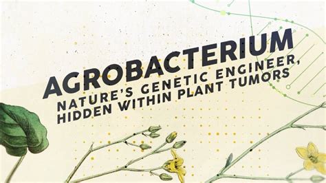 5 Ways Agrobacterium Turns Plants Into Tumors