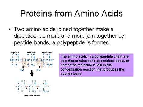 5 Ways Amino Acids Join To Form Proteins